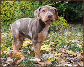 Puppy Routine Development Training Arizona Guide